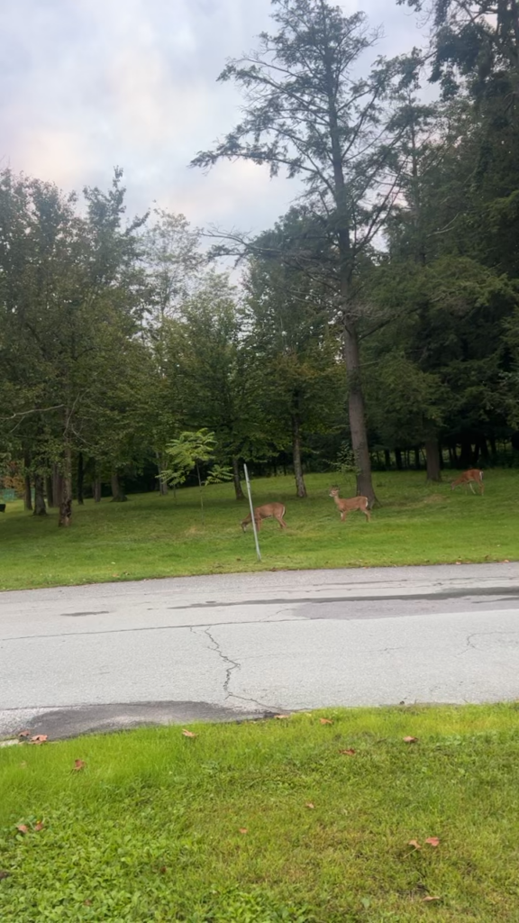 deer in the woods