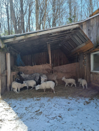 Sheep in a snowy barn.