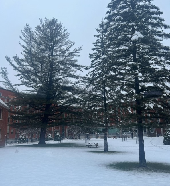 A few tall trees towering over a snowy corner of campus.