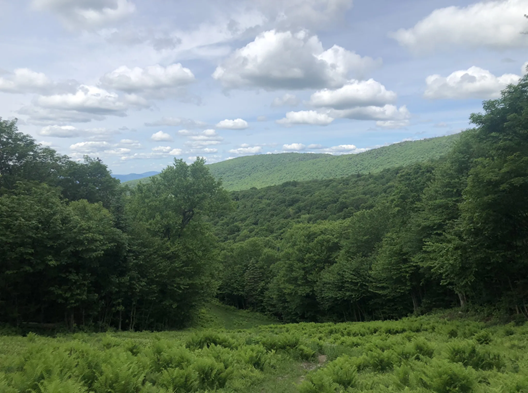 A photo from one of the trails on the Mont Sutton loop, showing a green forest and blue skies, one of the best landscapes in our region.