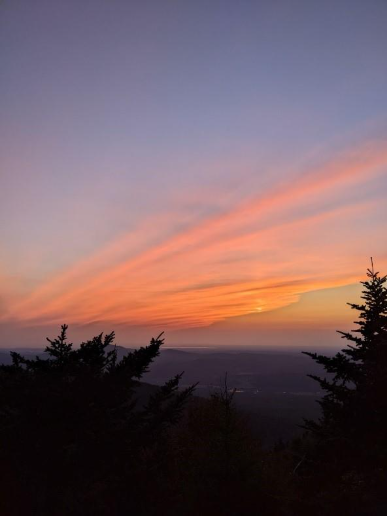 Beautiful sunset in the forest