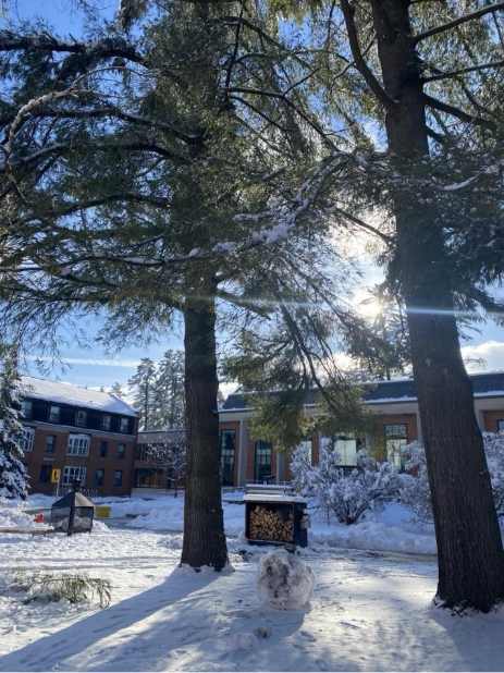 snow in the forest with buildings